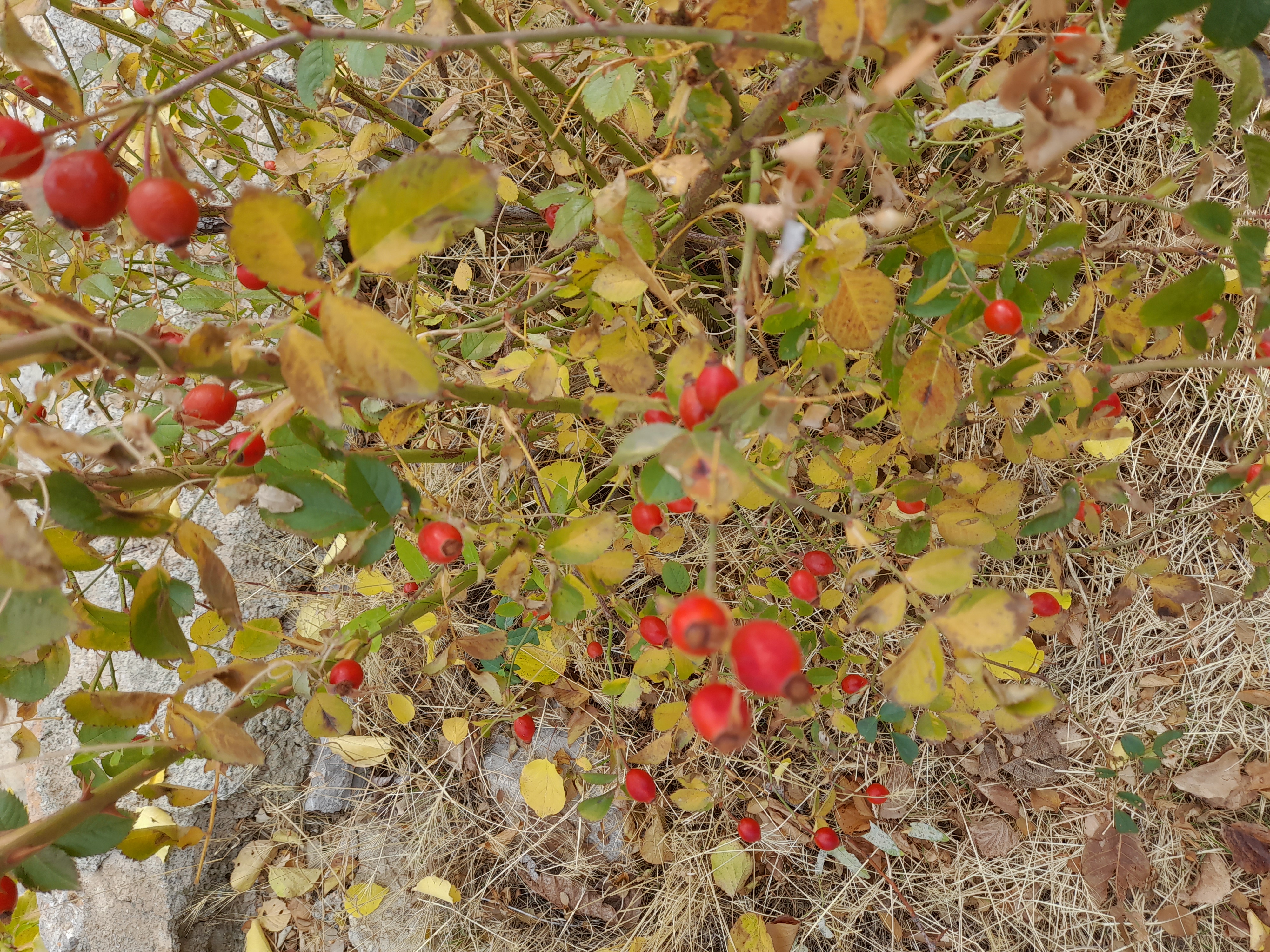 روانشناسی و خدمات روانشناختی ارسلان یوسفی