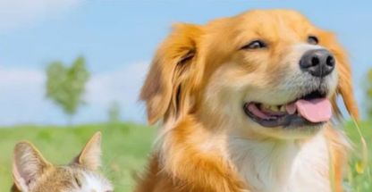 پانسیون حیوانات خانگی پت لند🐾