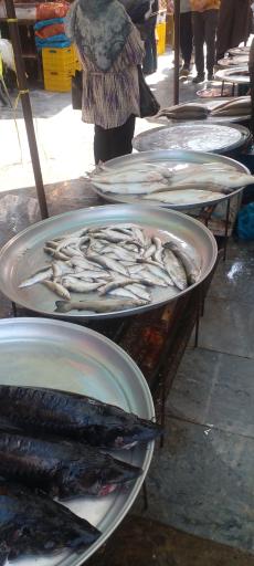بازار ماهی فروشان لنگرود