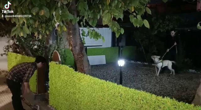 مربی سگ (حقیر)