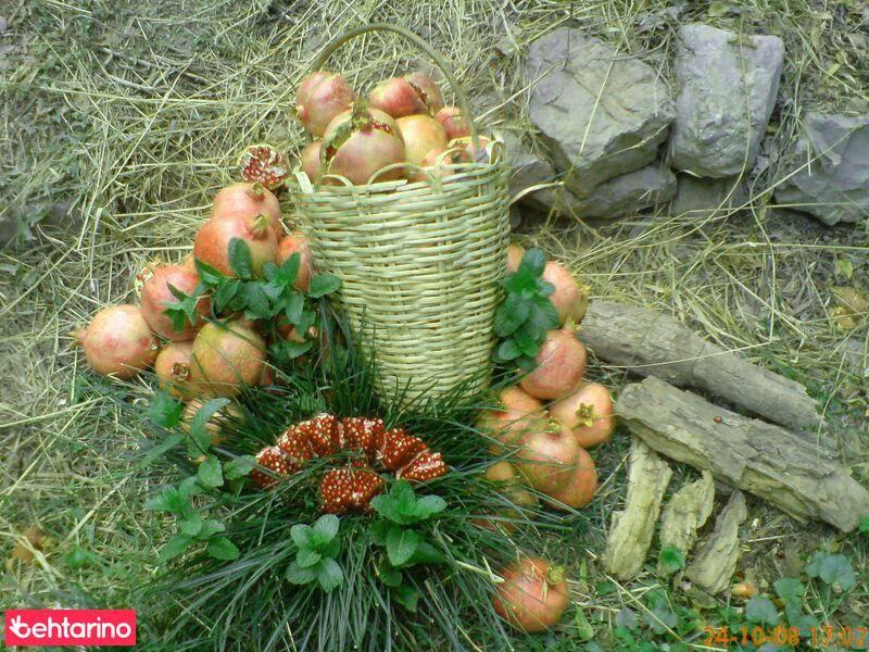 موسسه آموزش عالی روانشناسی کاربردی مدت