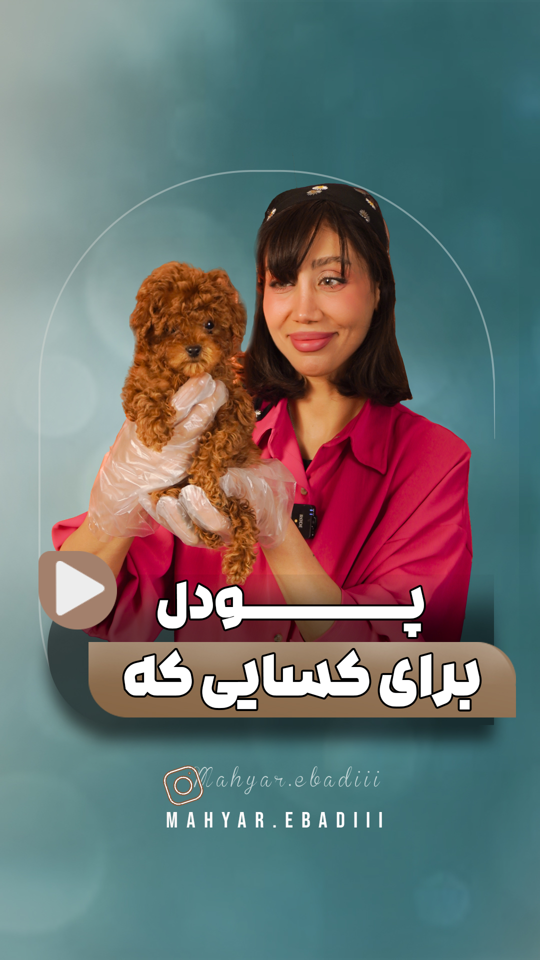 کیوت پت