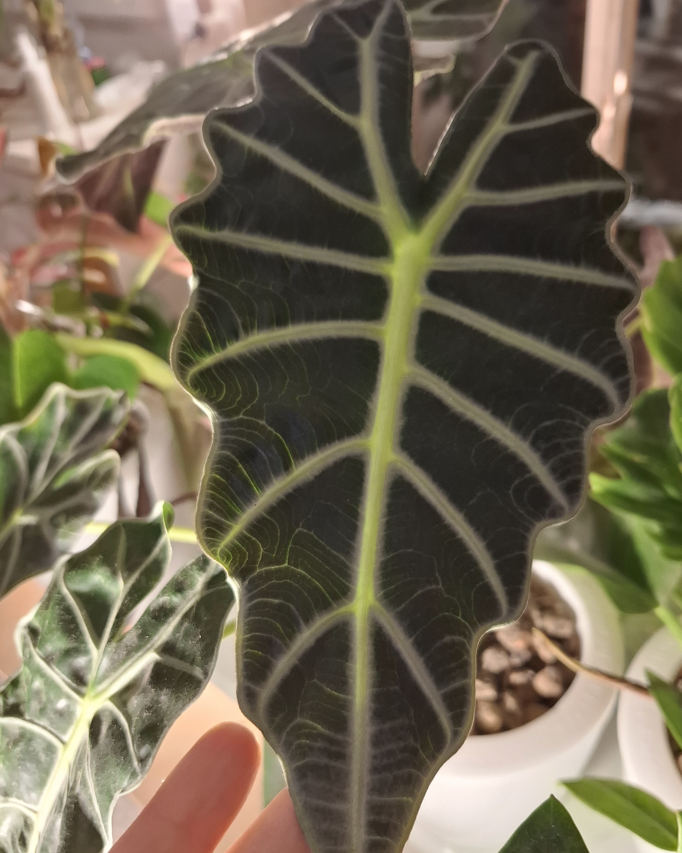 فروش گل آپارتمانی و سم وکود بابونه گل