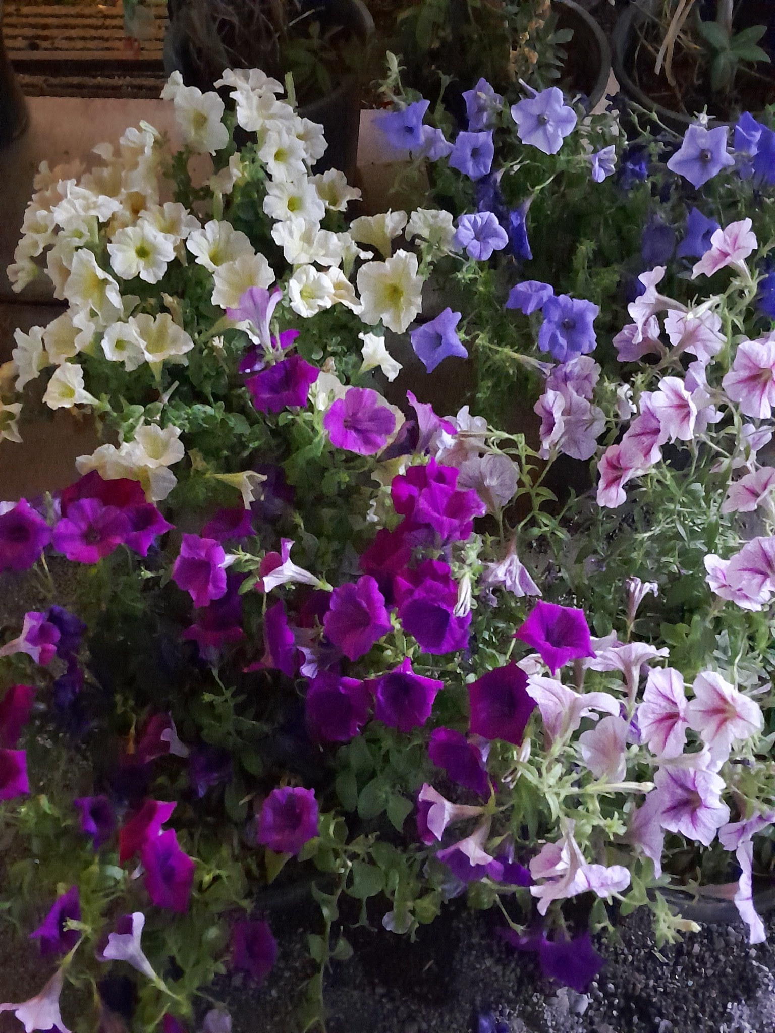 گلکده باران