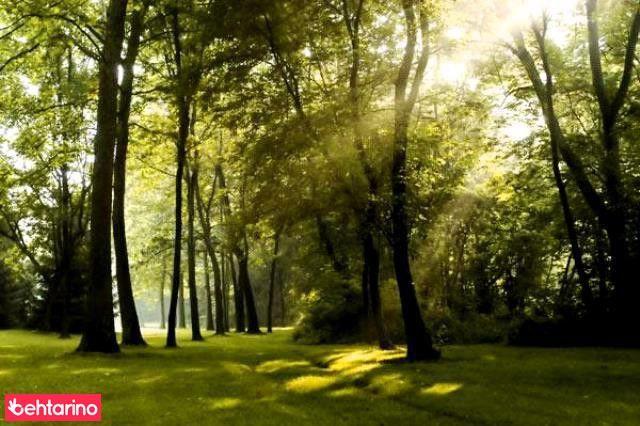 پارک جنگلی افرا