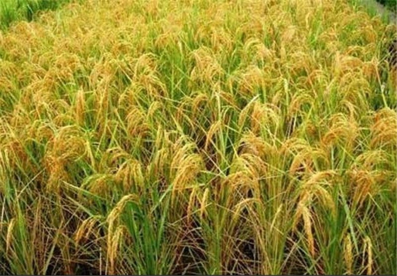 برنج طارم هاشمی فریدونکنار ارگانیک فلاح