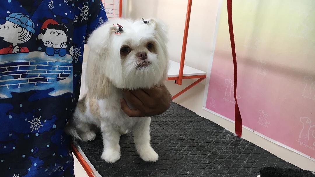 کلینیک دامپزشکی و پت‌شاپ اکسینپت اصفهان