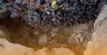 عطاری ژینگو