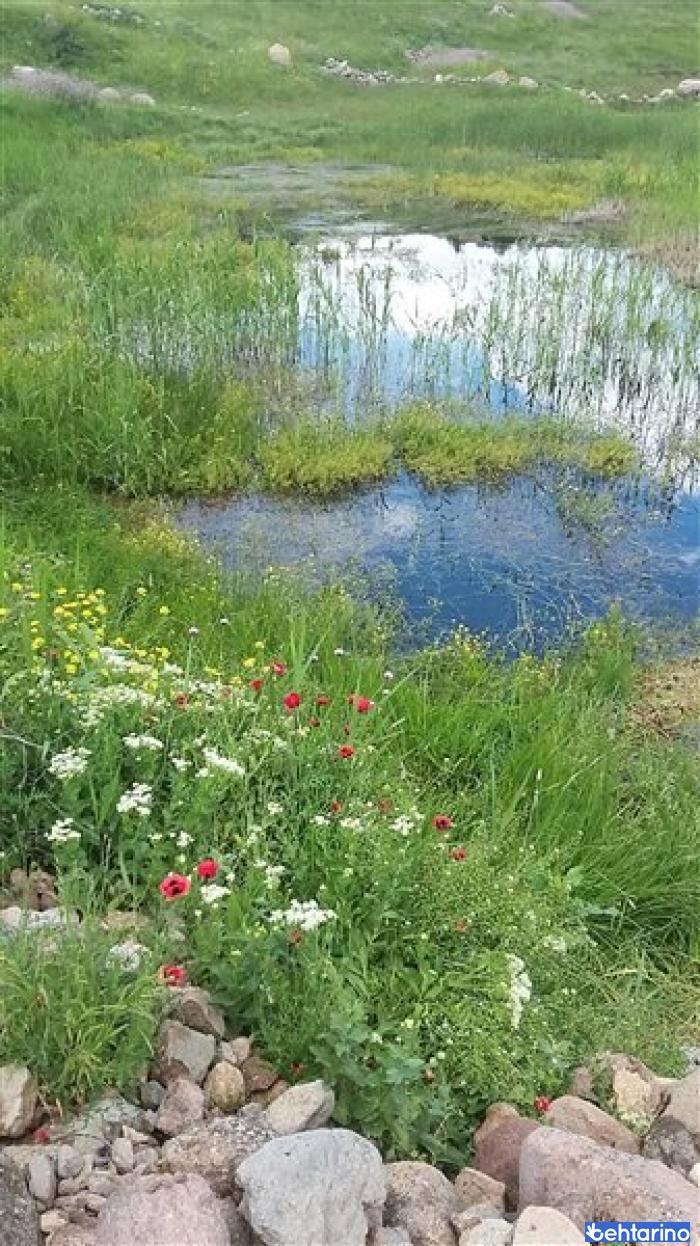 روستای چهل گز