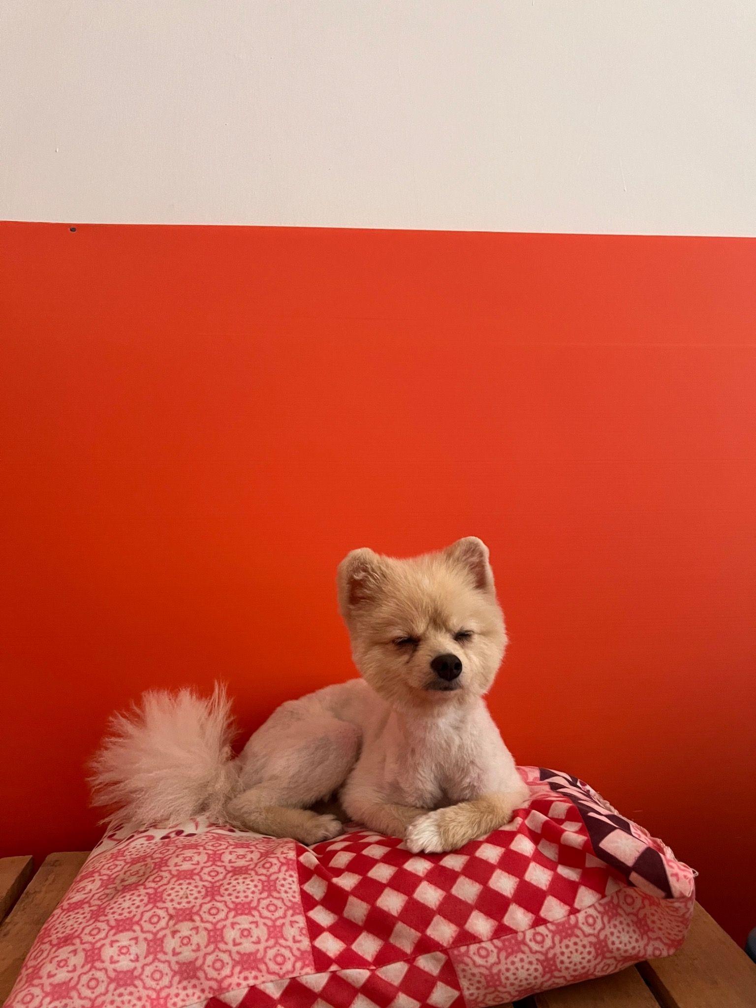 پانسیون خانگی حیوانات آلوک