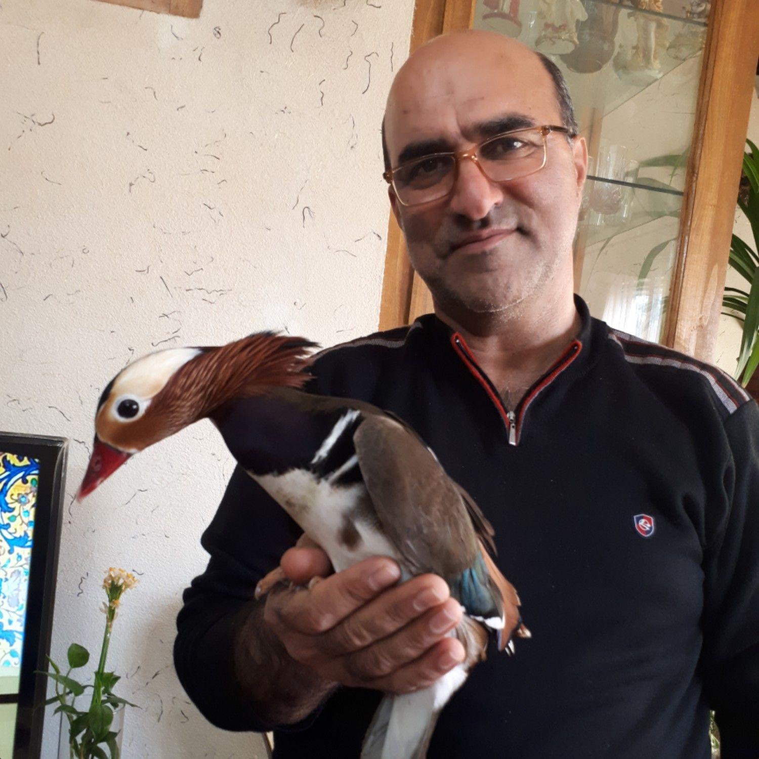 فروش پرندگان زینتی(ناصری)