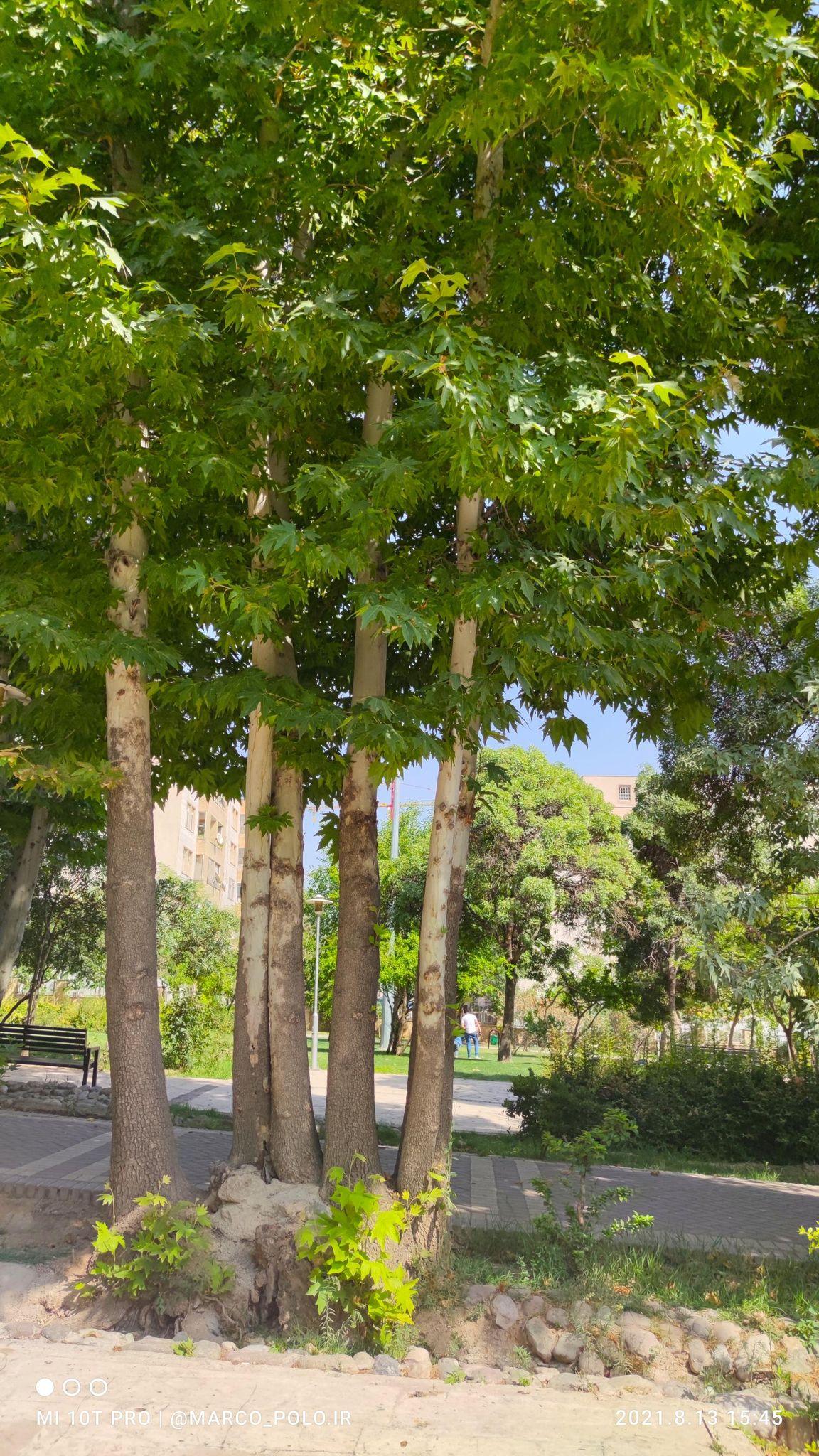 بوستان پلیس