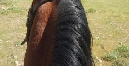 باشگاه سوارکاری و پرورش اسب اصیل کرد سراب