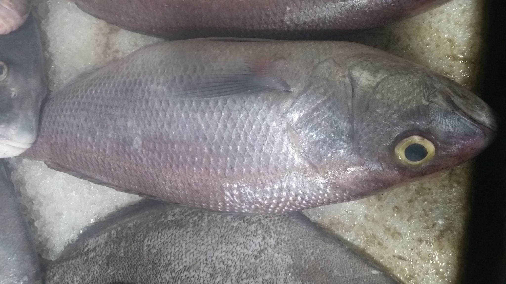 ماهي فروشي ساحل