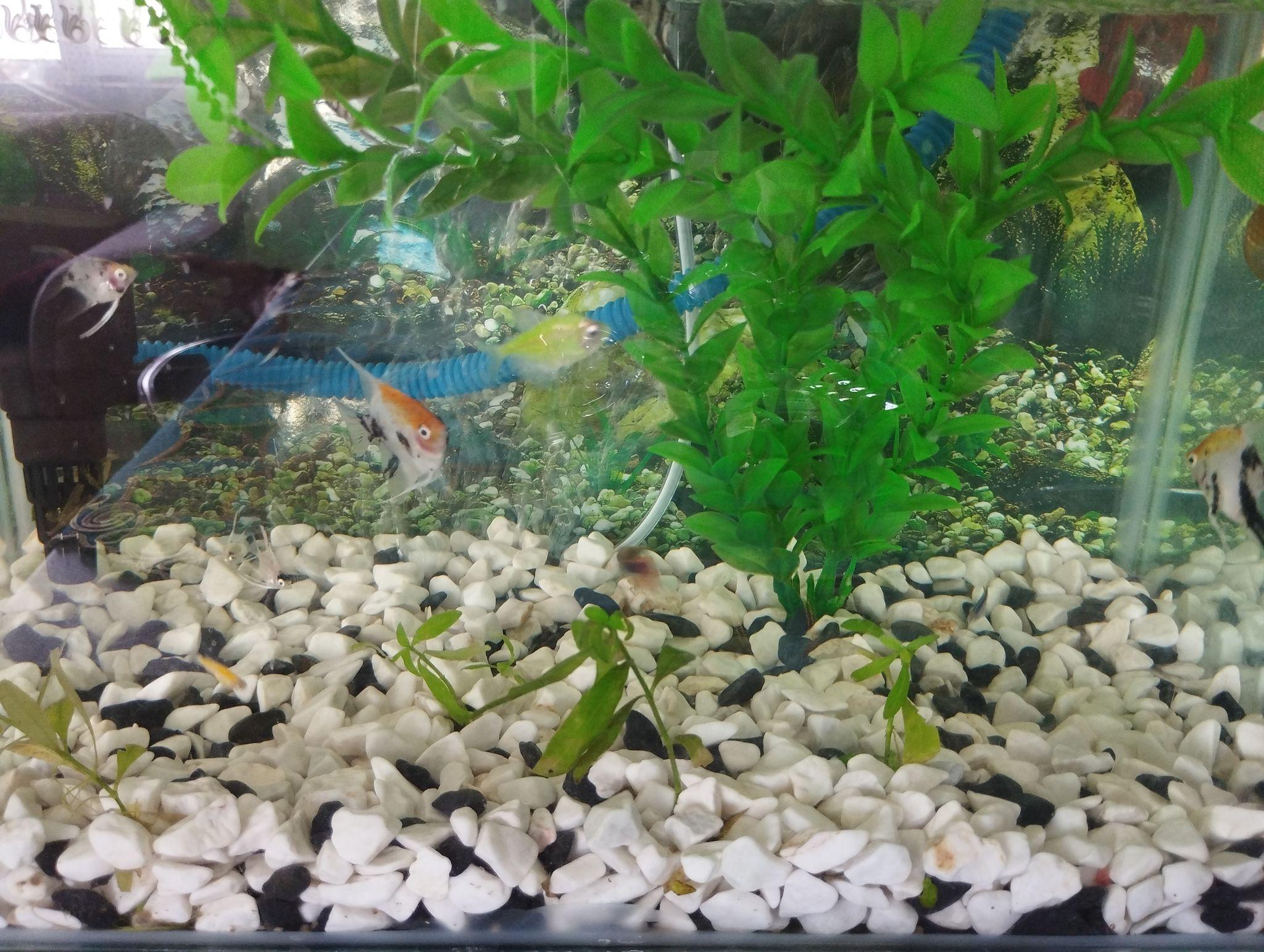 تترا اکواریوم