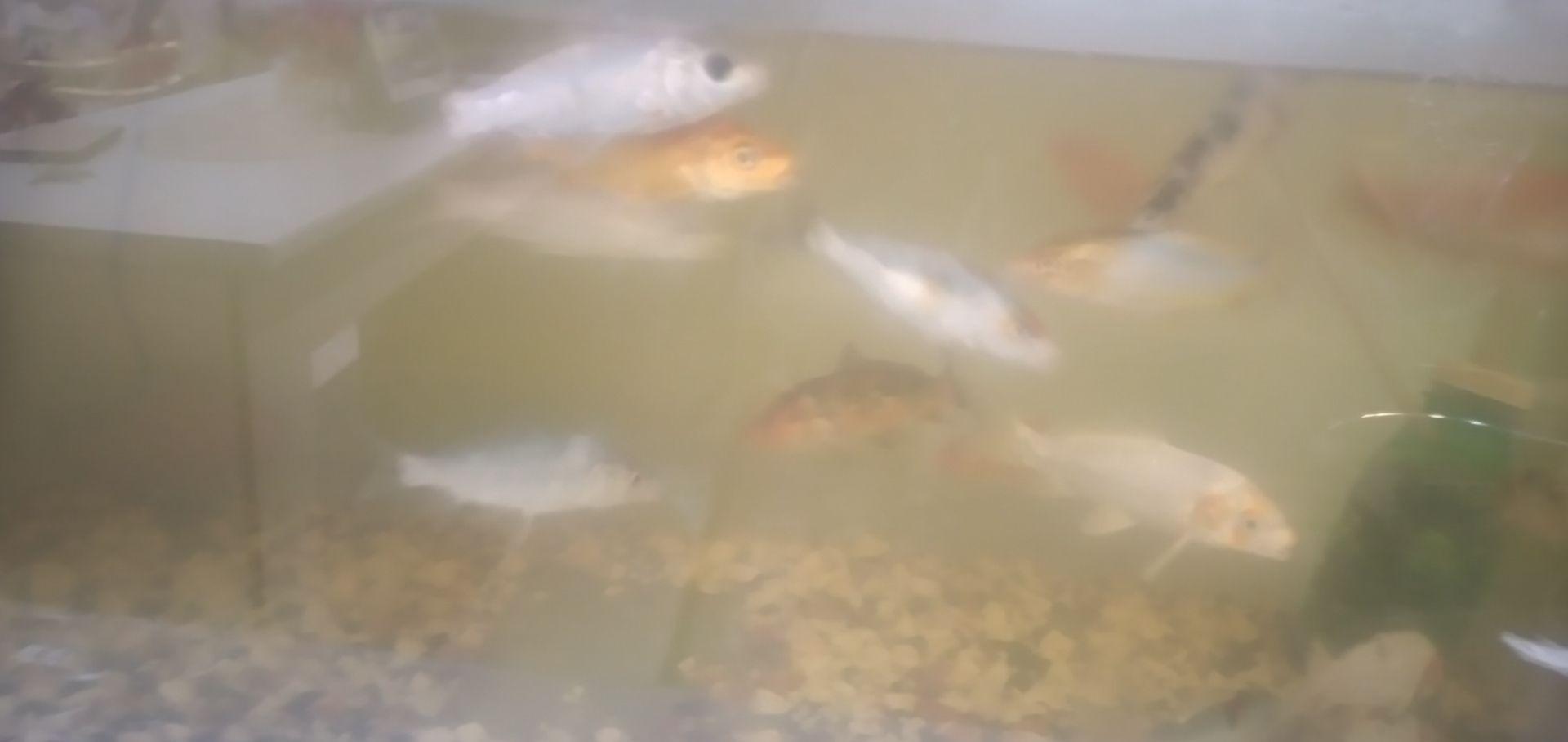 اکواریومی آرمان