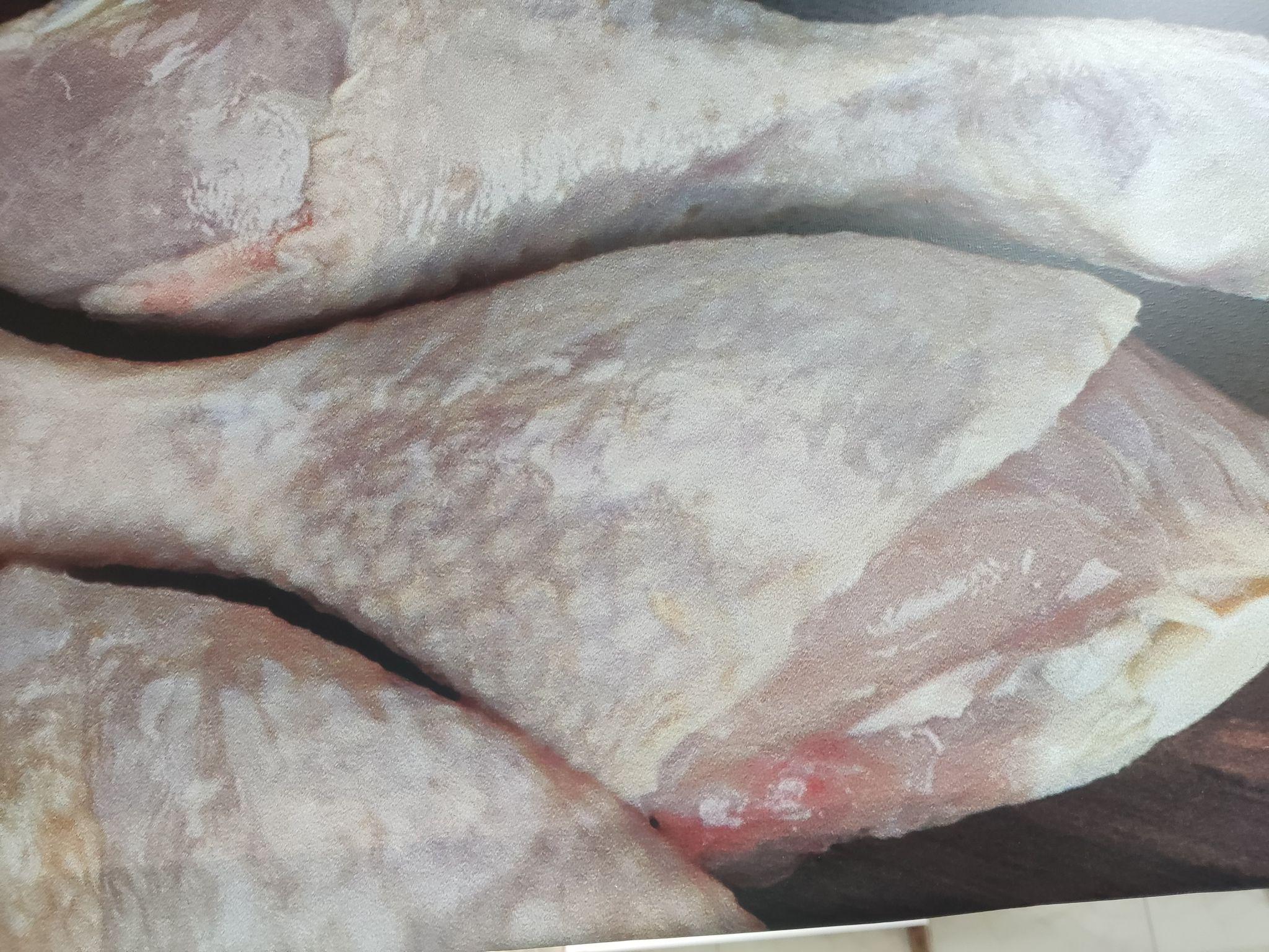 سوپر پروتئین تروند