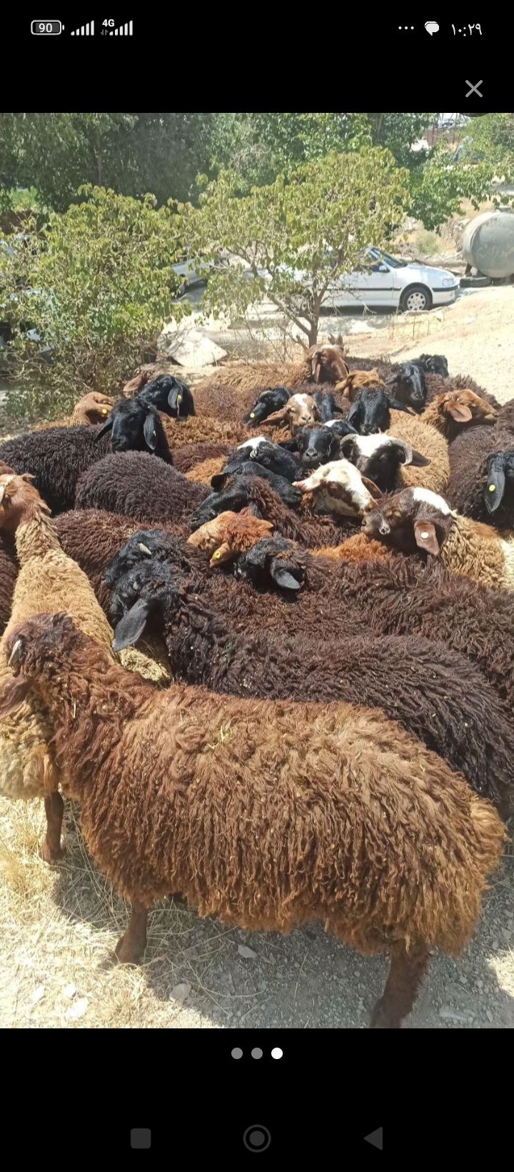 گوسفنده زنده (مغان و افشار )