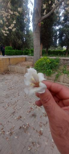 باغ ملی