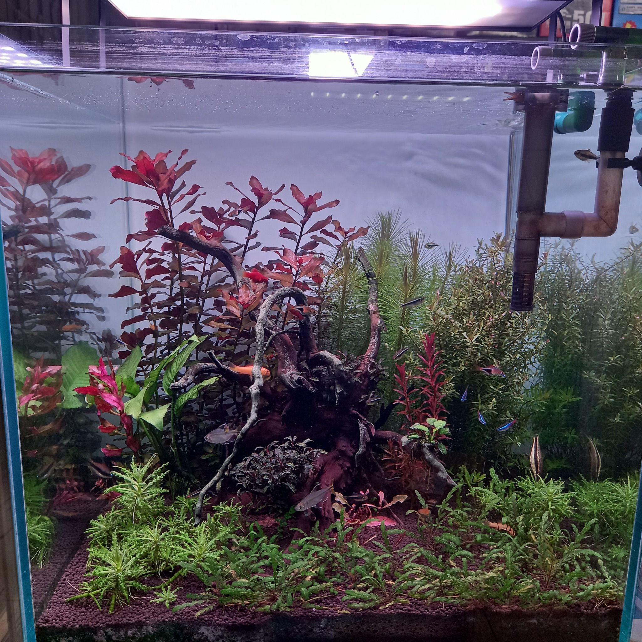 فروشگاه آکواریوم پلاتی