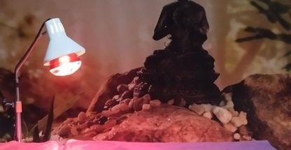 ماساژ درمانی همایون توکلی