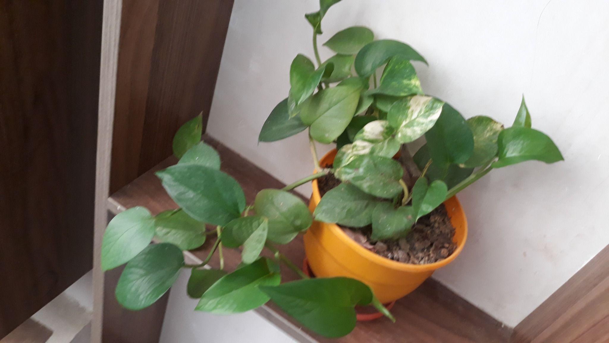 فروش گل و گیاه سبزینه