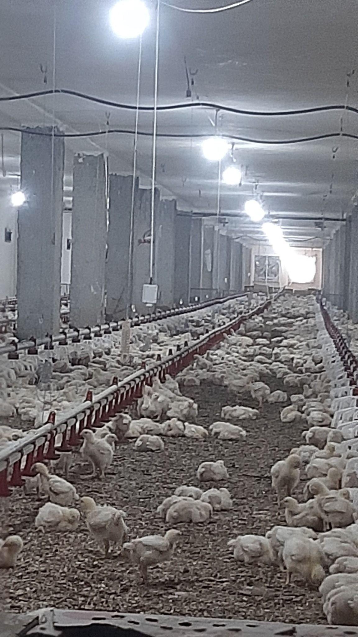 کارگر مرغداری مجرد