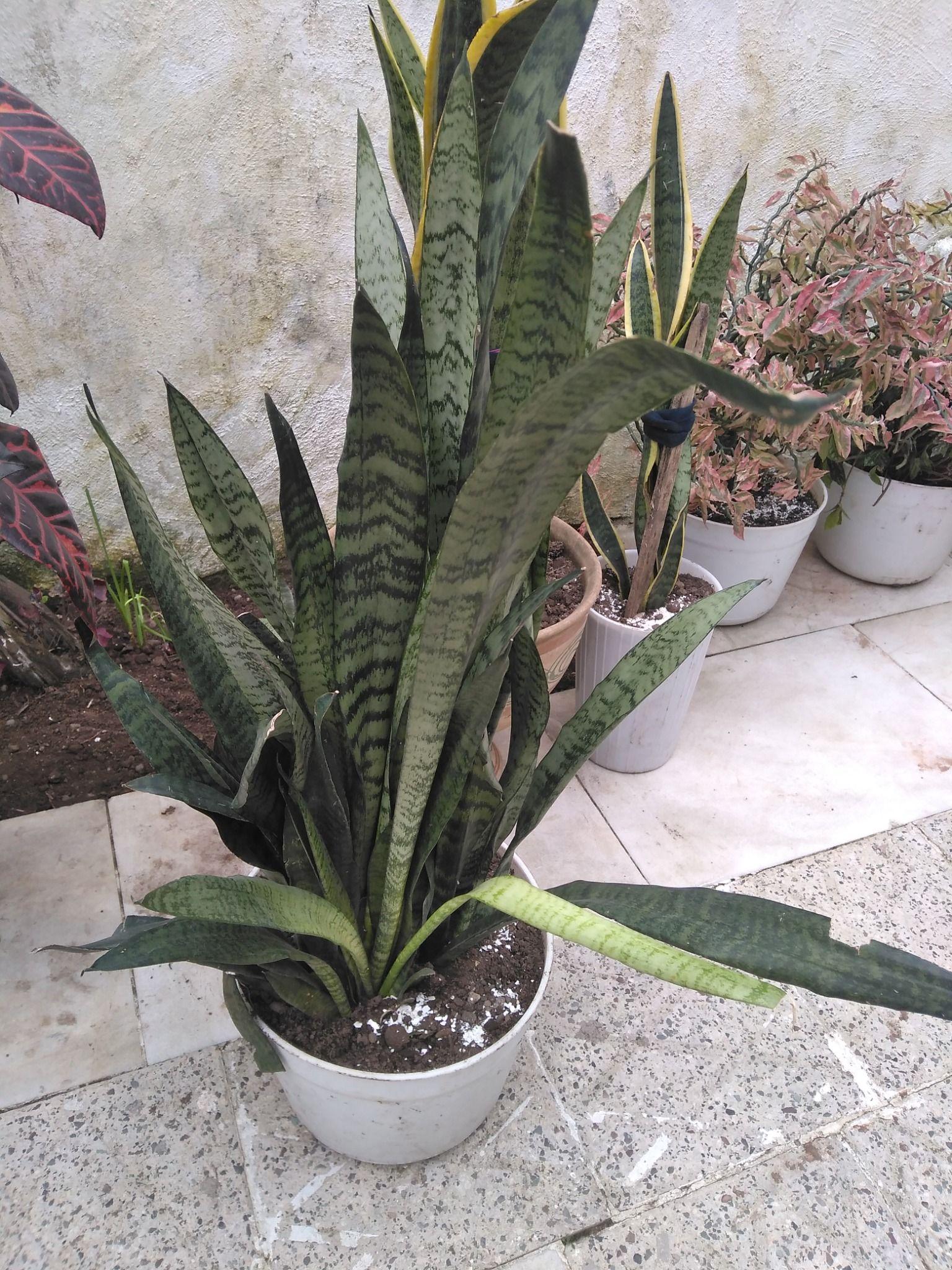 گل فروشی جوانمرد