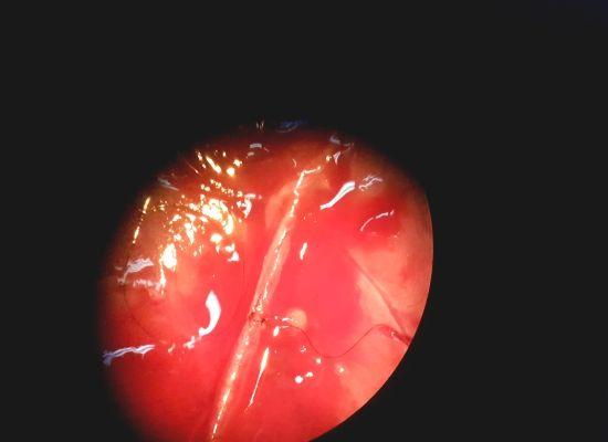 دکتر حمیدرضا دهقانی