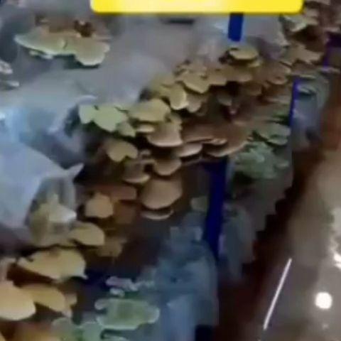 فروش کمپوست قارچ  و مشاوره آنلاین