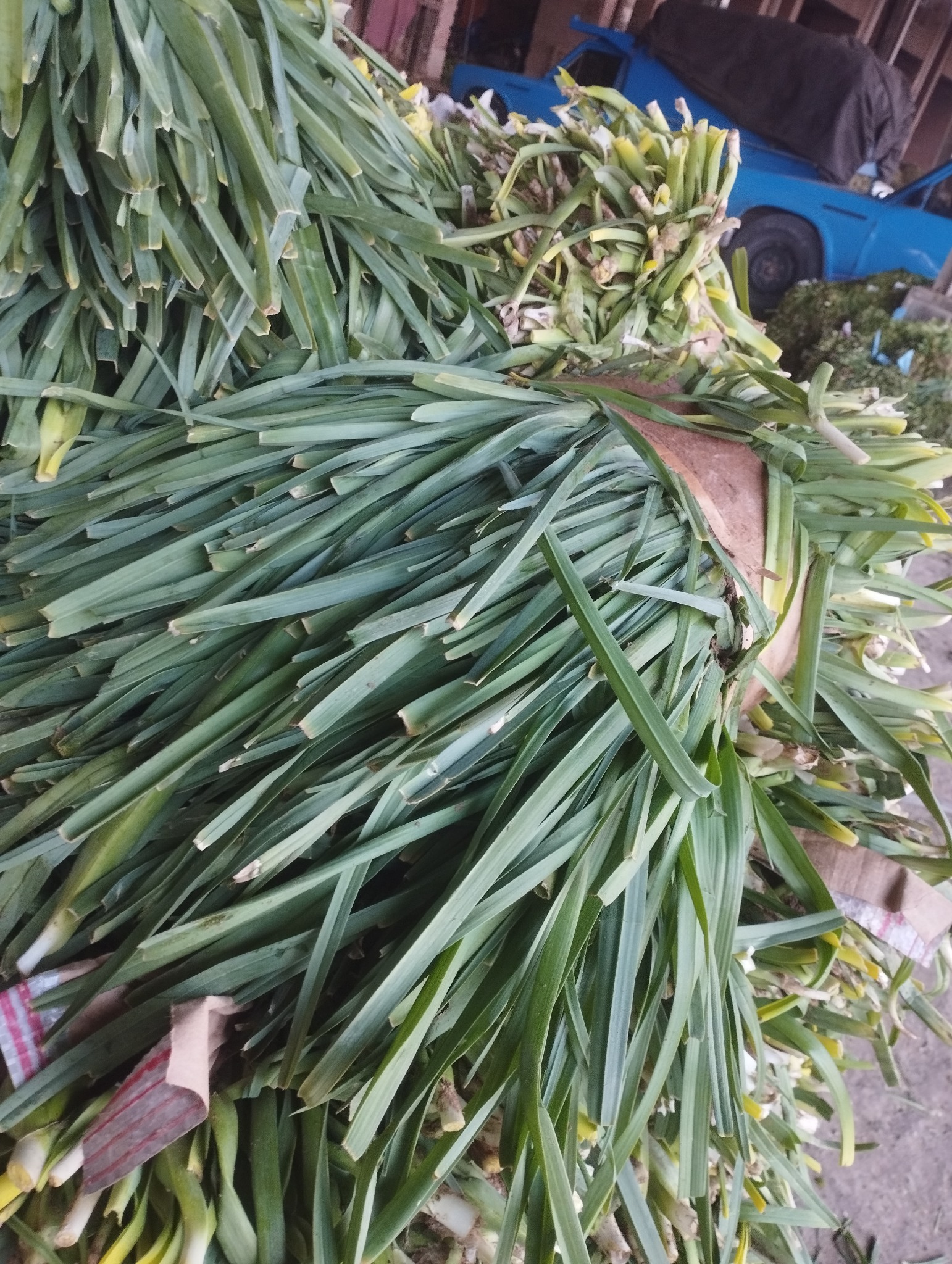 سبزی فروشی ولی زادگان سبزی تونی