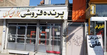 خروس فروشی حسن کرمی