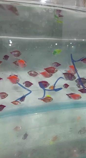 آکواریوم آنجل شرق