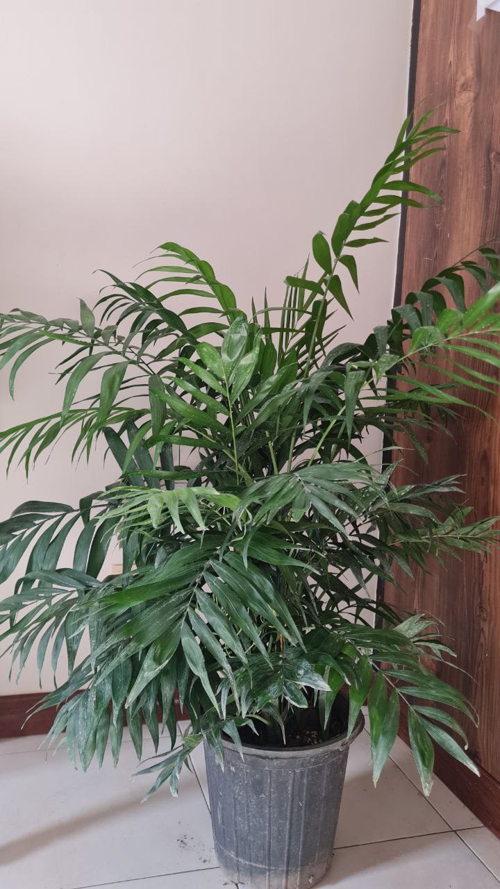 گل و گیاه گلدون