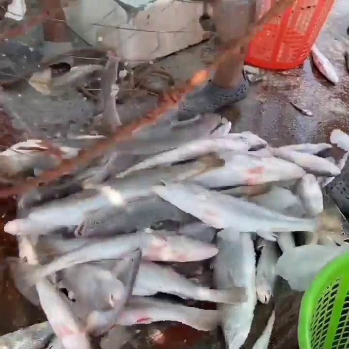 ماهی فروشی جنوب