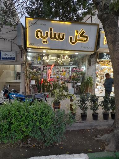 گل سایه
