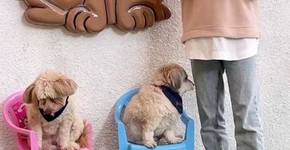 مهد سگ های آپارتمانی پاپی لند