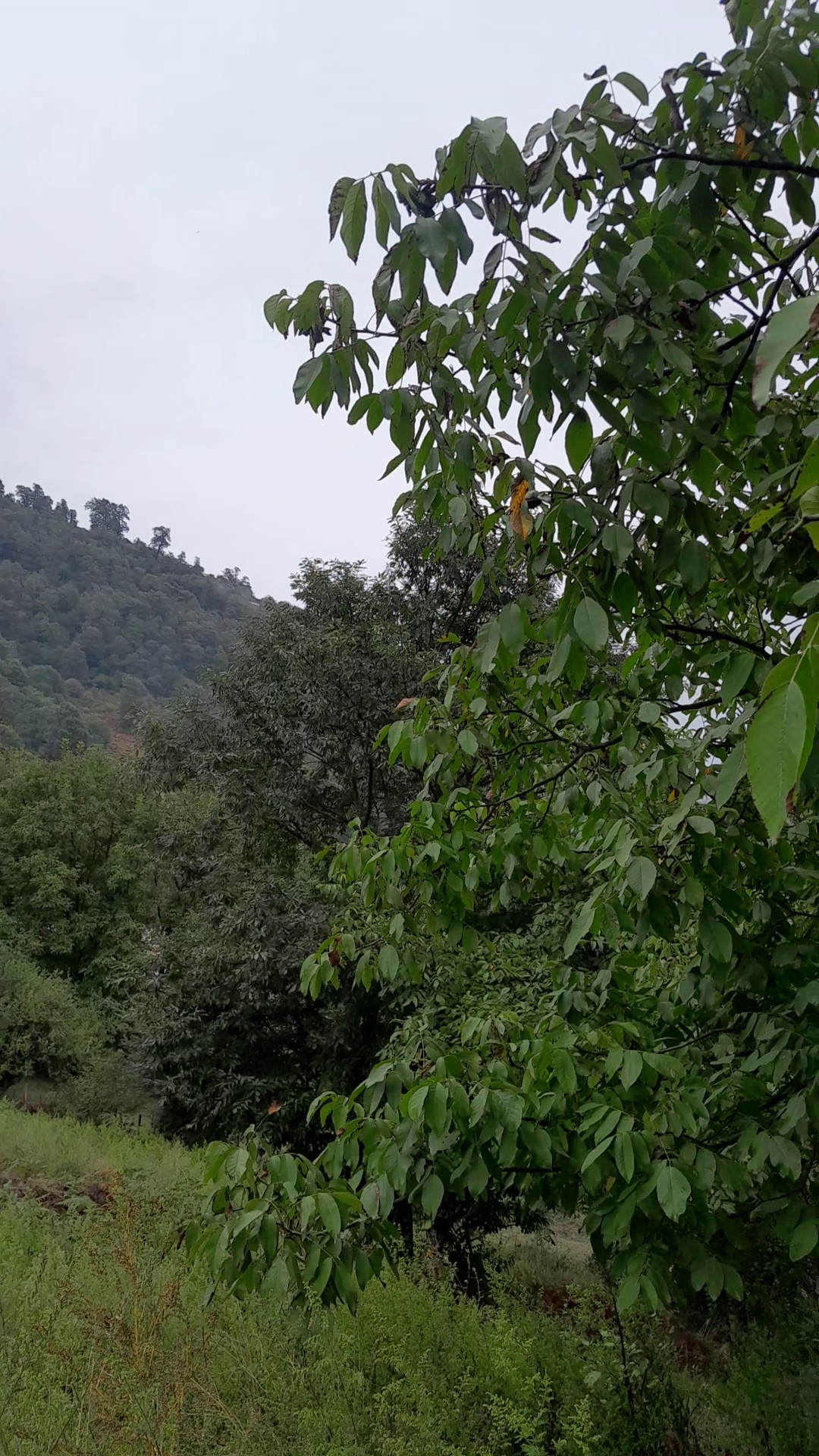 اجاره ویلا جنگلی