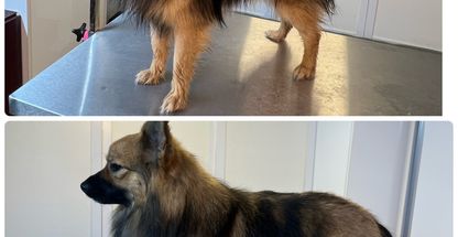 ارایشگر حیوانات