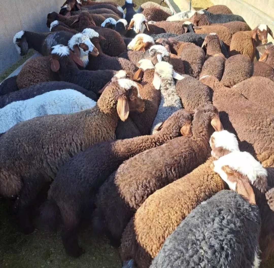 گوسفند زنده با قصاب رایگان