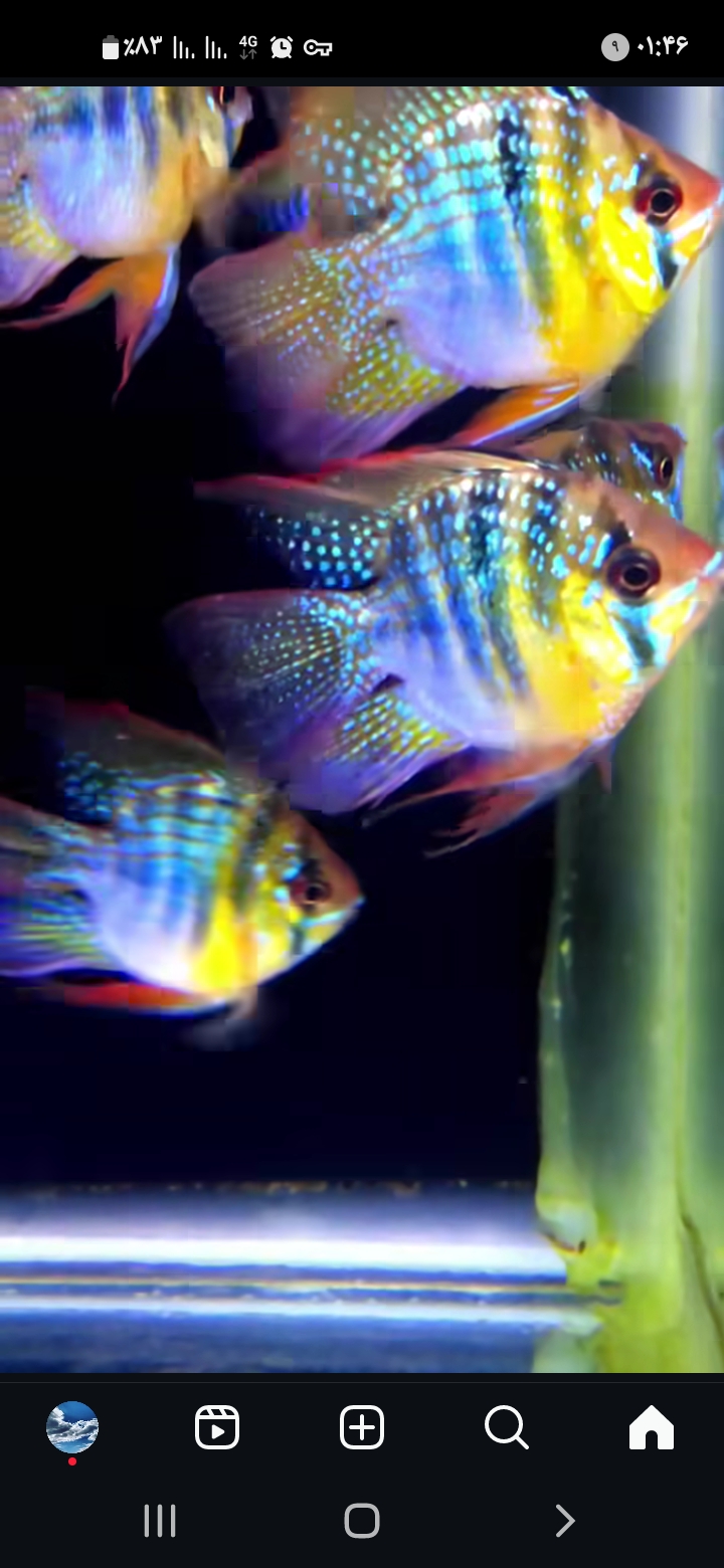 آکواریوم جزیره