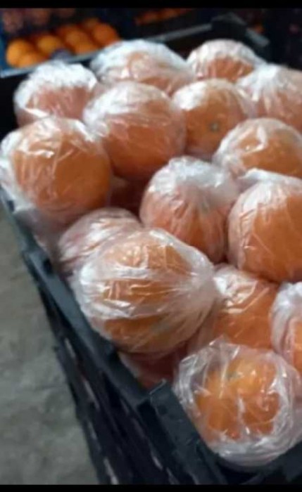 پخش کلی و جزئی پرتغال در گیلان