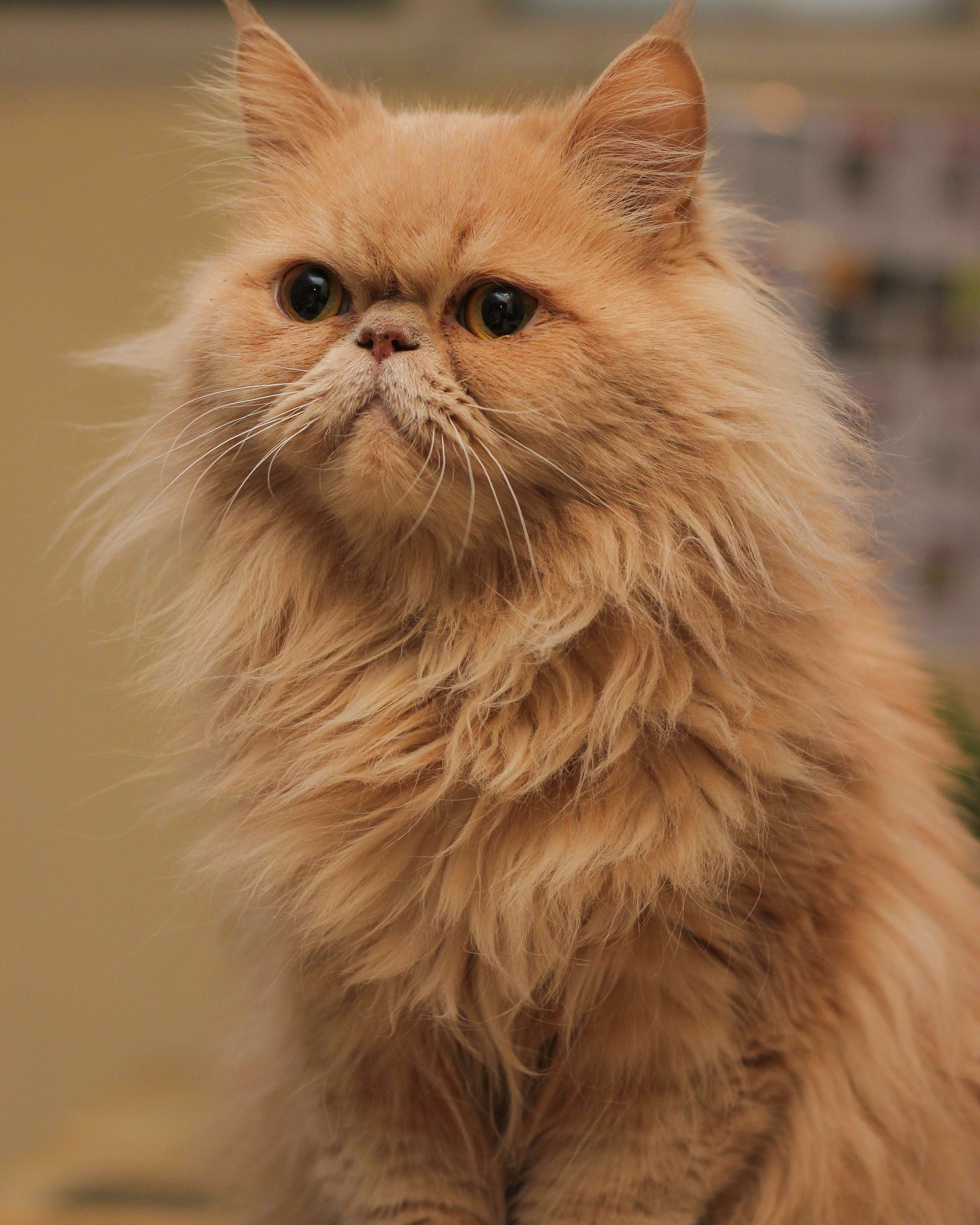 مجتمع دامپزشکی شوکا