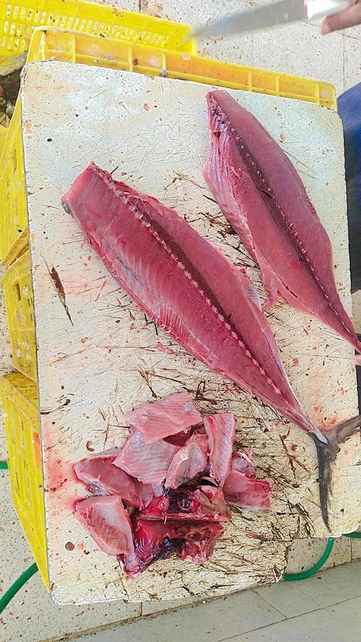 پخش عمده ماهی هرمزی