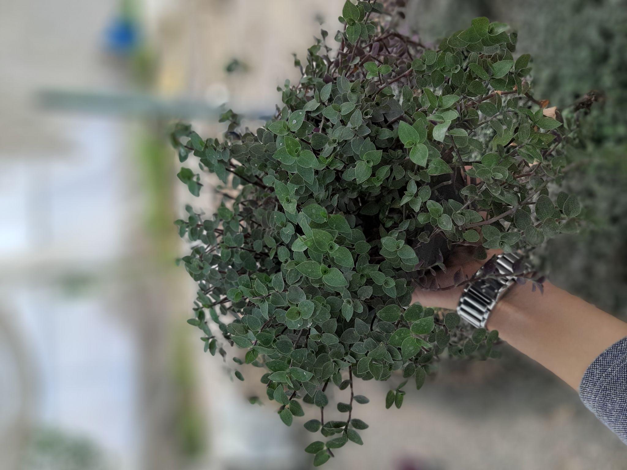 گلخانه دشت بهشت