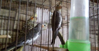 پرورش و تولید عروس هلندی خانگی