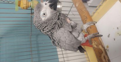 پلی کلینیک دامپزشکی کاوه