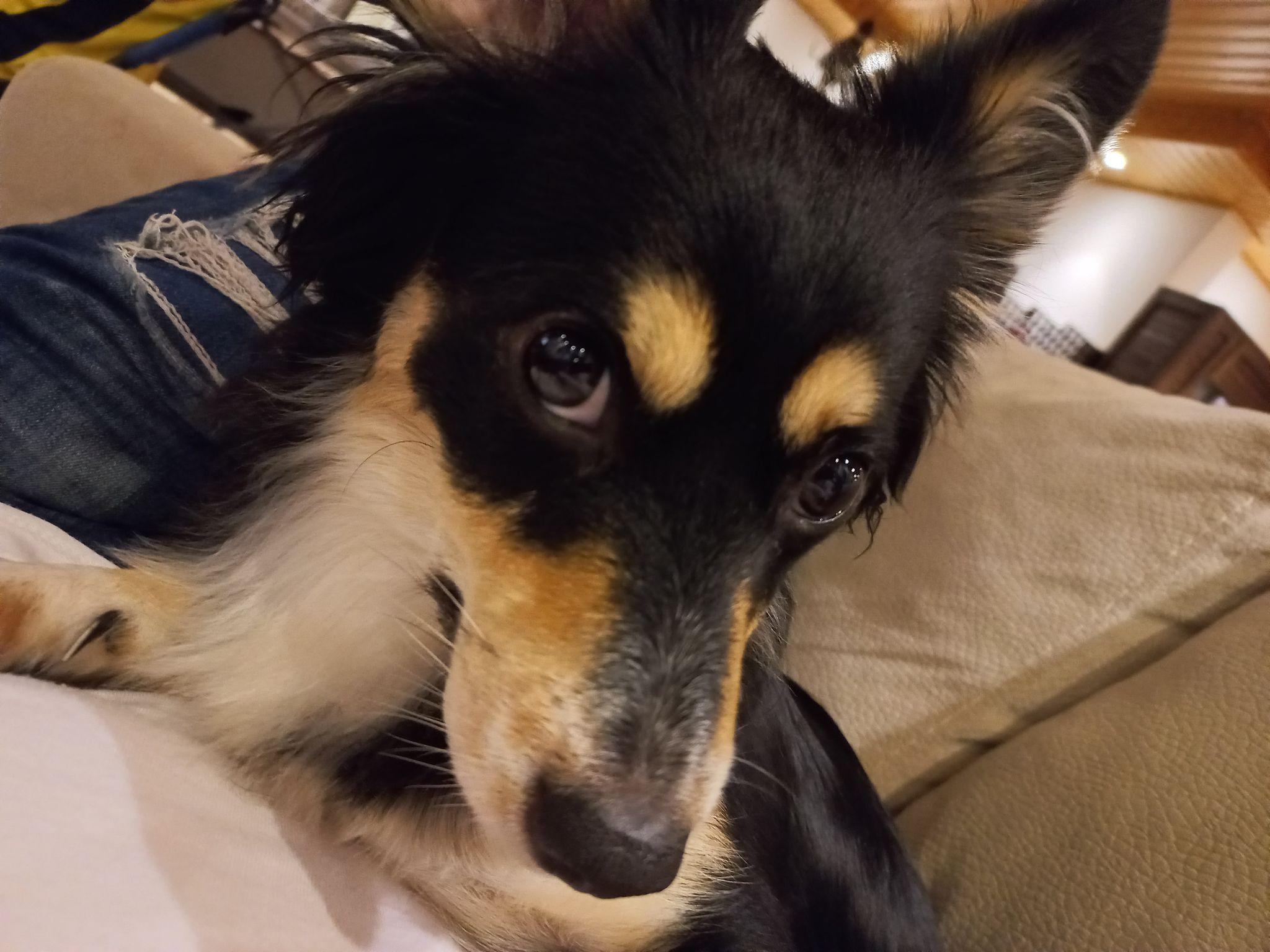 پانسيون خانگى حقیقی