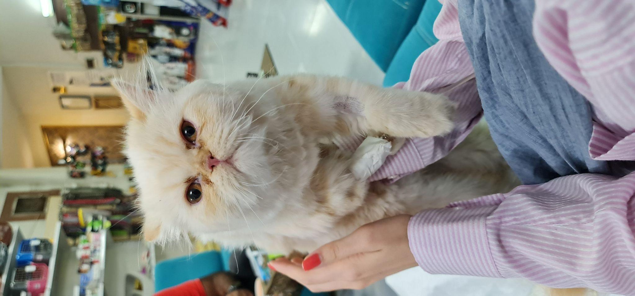 کلینیک دامپزشکی دکتر آرش لواسان