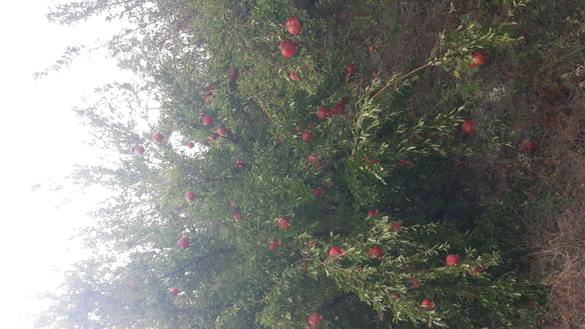 نارستان و گلستان مهندس عیسی زاده